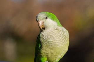 Попугаи формируют дружбу шаг за шагом, избегая резких сближений — Biology Letters