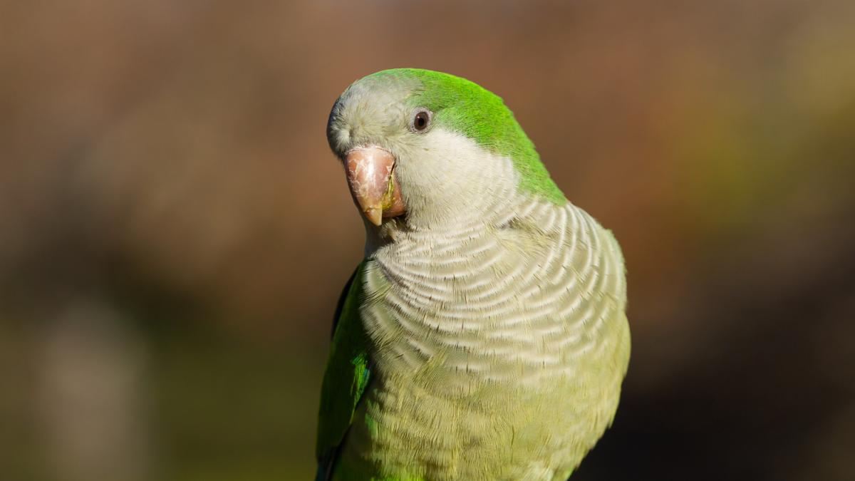 Фокус красивой птицы попугая-монахи