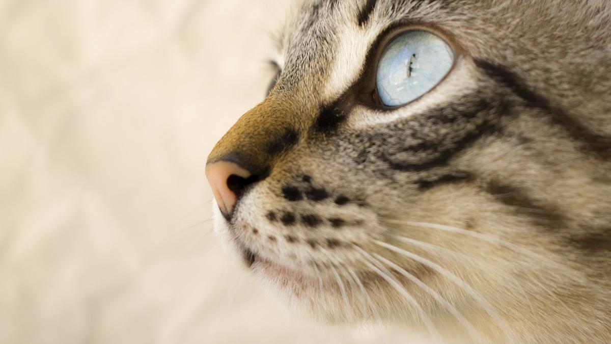 Кот Кот
