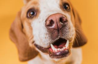 Думала, что собака простудилась, а оказалось — всё наоборот: секрет холодного носа удивил