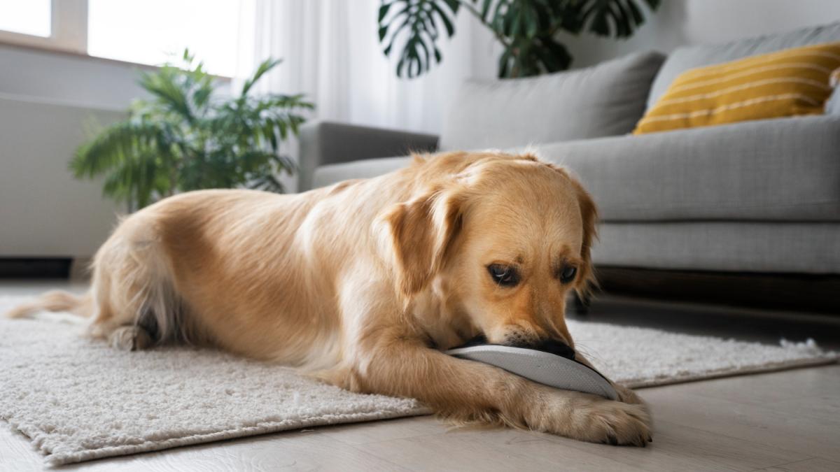 Собака играет с тапком