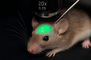 Учёные из Японии создали точную модель мозга мыши с помощью суперкомпьютера Fugaku — Институт Аллена