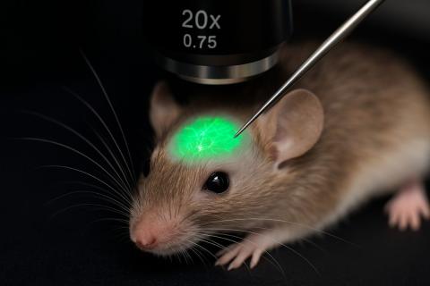 Учёные из Японии создали точную модель мозга мыши с помощью суперкомпьютера Fugaku — Институт Аллена