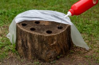 Удаление пня после спила дерева ускоряет восстановление почвы на участке — Алексей Котов