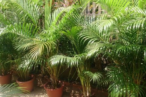 Агрорум Онлайн: арека и равенея хорошо подходят для интерьера дома