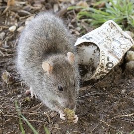 Иммунолог Крючков: крысиный гепатит передается через продукты жизнедеятельности крыс