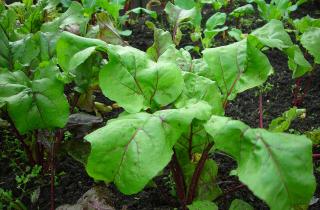 Свекла растёт крупной и сладкой только при стабильном поливе и сбалансированном питании — Сергей Киселёв