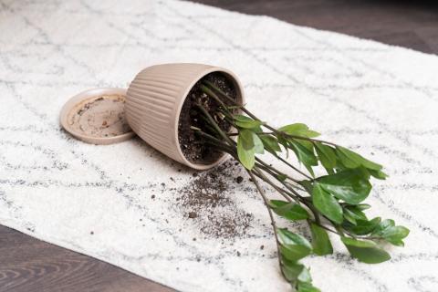 Эксперты по уходу за растениями советуют сократить полив и подкормку осенью Эксперты по уходу за растениями советуют сократить полив и подкормку осенью