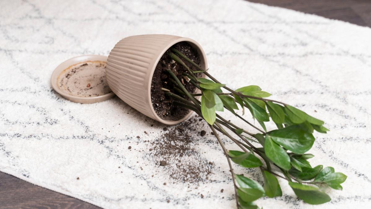 Цветок в горшке Цветок в горшке