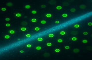 Учёные Кембриджского университета создали систему искусственного фотосинтеза для выработки чистой энергии