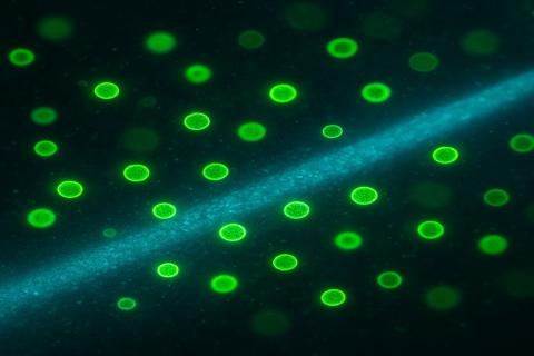 Учёные Кембриджского университета создали систему искусственного фотосинтеза для выработки чистой энергии