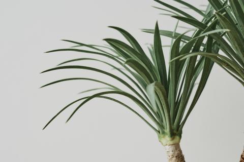 Флорист рекомендовала выращивать лаванду и мяту для создания атмосферы спокойствия и уюта Флорист рекомендовала выращивать лаванду и мяту для создания атмосферы спокойствия и уюта