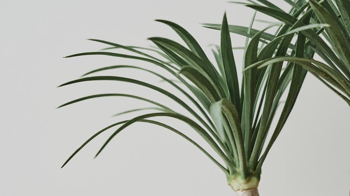 драцена комнатная драцена комнатная