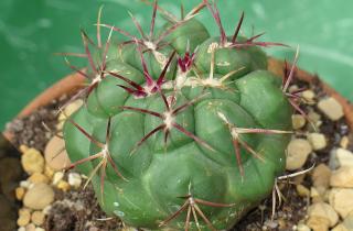Комнатные кактусы осенью переходят в покой и требуют редкого полива