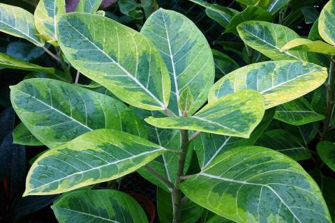 Фикус бенджамина сбрасывает листья при смене места и ошибках полива