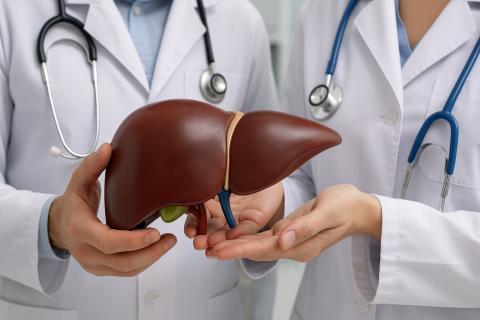 Жировая болезнь печени выявлена у 40% населения — врачи