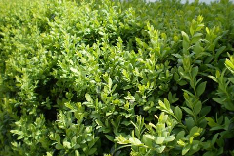 Рододендроны и самшиты советуют укрывать мешковиной от иссушения — The Spruce