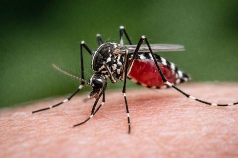 Древний банк крови открыт: комары начали охоту на наших предков на миллион лет раньше срока