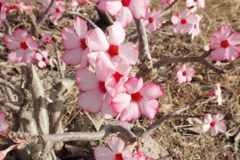 Обрезка стимулирует рост и цветение адениума, улучшая циркуляцию воздуха в кроне