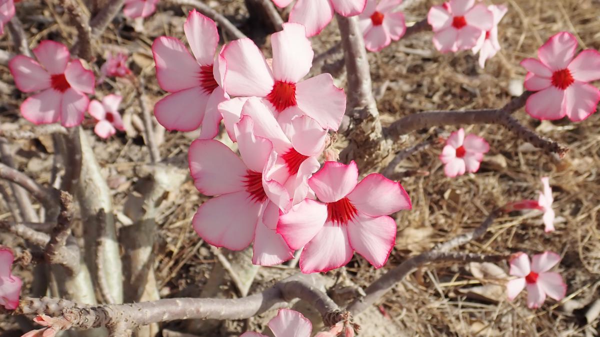 Пустынная роза