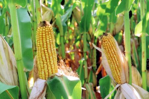 Эксперты напомнили: кукурузную шелуху можно использовать в компосте, мульче и декоре