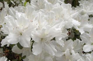 Осенний уход помогает азалиям пережить морозы и сохранить почки для весеннего цветения