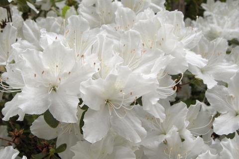 Осенний уход помогает азалиям пережить морозы и сохранить почки для весеннего цветения