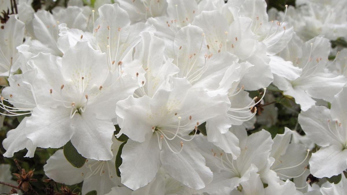 Азалия Азалия