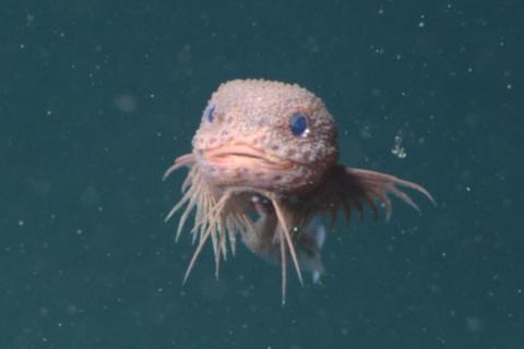 MBARI: у побережья Калифорнии описаны три новых вида рыб-улиток