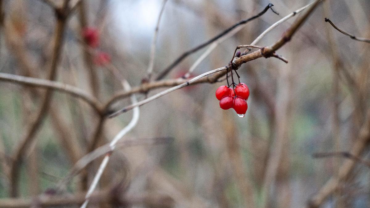 кизил осенью кизил осенью