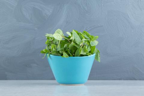 Мята, эвкалипт и чили усилили друг друга: комбинация подавила воспаление в сотни раз сильнее