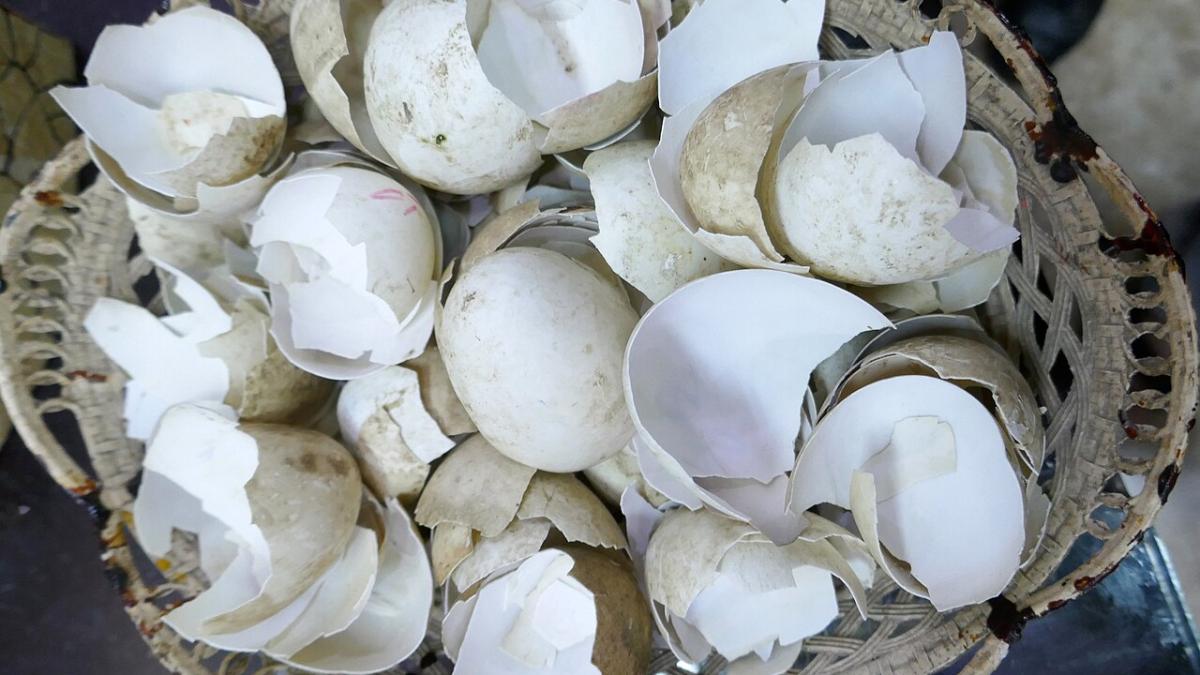 Яичная скорлупа