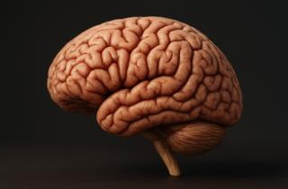 Гормон FGF19 улучшает обмен веществ и контроль веса — Science Daily