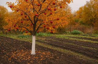 Ржавые гвозди стимулируют яблоню к цветению за счёт стрессовой реакции — Сергей Романов