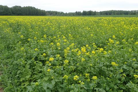 Агроном Сесиль Дюфур: белая горчица защищает почву от вымывания и истощения