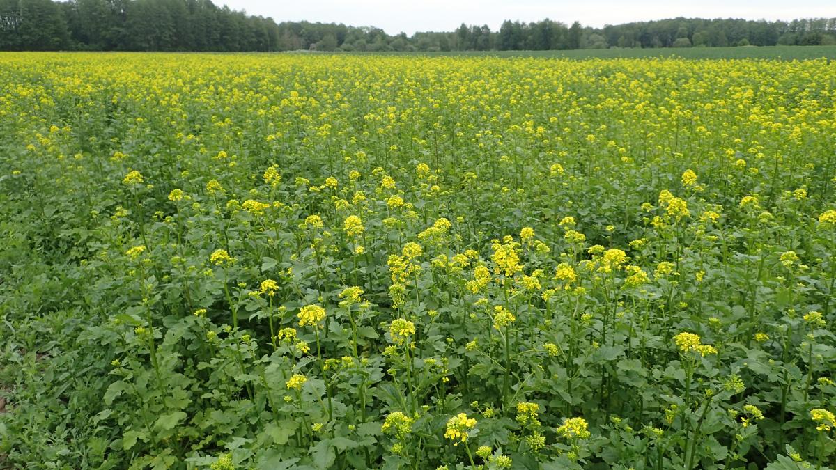 Белая горчица