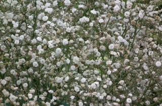 Не знала, что гипсофила может быть таким секретом для сада — теперь делаю так