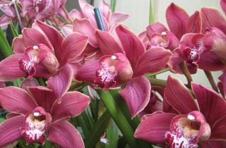 Поверхностный полив ослабляет цветоносы орхидей — цветоводы