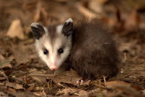В печени опоссумов в окрестностях Мельбурна найдены 45 видов пер- и полифторалкильных веществ