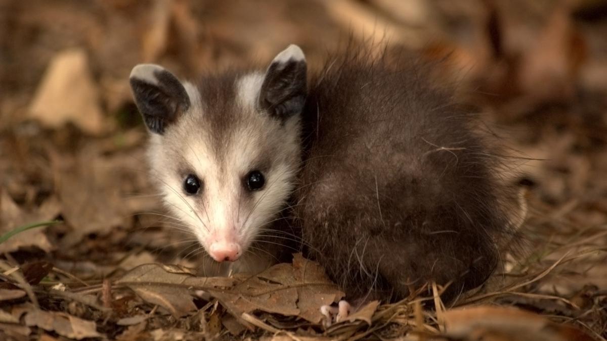 Young Virginia Opossum