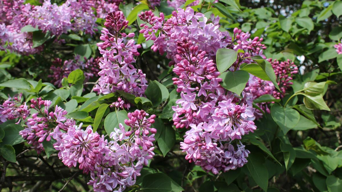 Сирень в Главном ботаническом саду им. Цицина IMG 0839 04