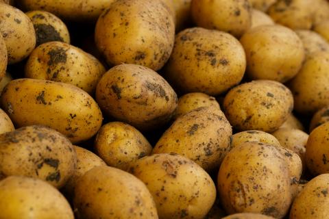 Учёные: культурный картофель появился после скрещивания древних растений в Южной Америке