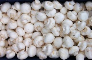 Вешенки и шампиньоны проще всего выращивать в домашних условиях — рекомендации миколога Власова