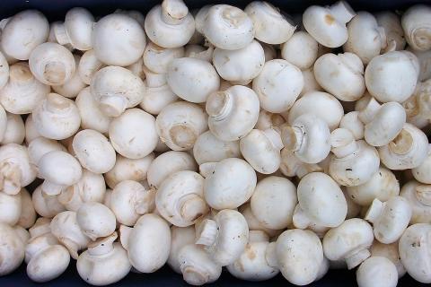 Вешенки и шампиньоны проще всего выращивать в домашних условиях — рекомендации миколога Власова