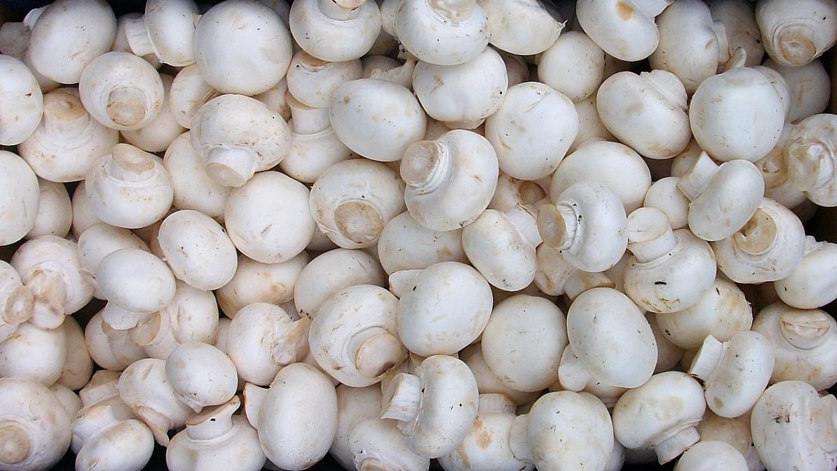 Шампиньоны Шампиньоны