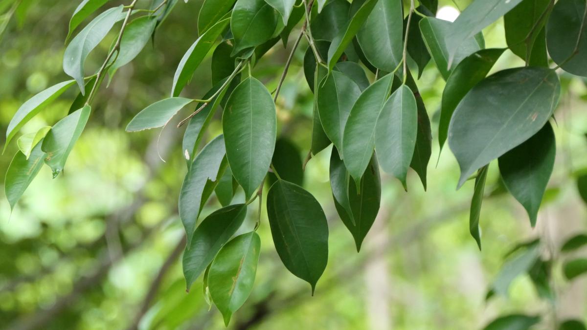 Фикус Бенджамина