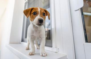 Эксперт Беккер: антифриз, ксилитол и лекарства вызывают у собак отравления