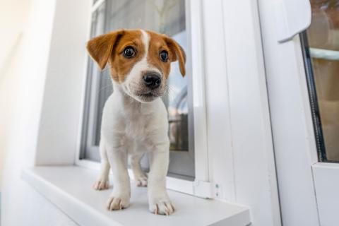 Эксперт Беккер: антифриз, ксилитол и лекарства вызывают у собак отравления