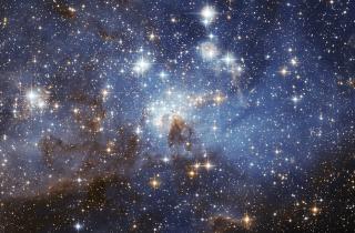 В эксперименте BION-M №1 гекконы в невесомости начали играть с ошейником и кусочками кожи