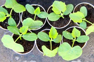 Дыня в теплице даёт сладкие плоды при умеренном поливе – Елена Васильева